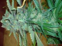 Imagen de JAHJAHChildren (Sweet Pink Grapefruit S1)