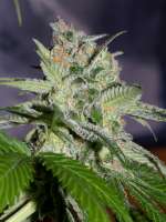 Imagen de alpineseeds1 (Sweet Tooth 3 BX1)