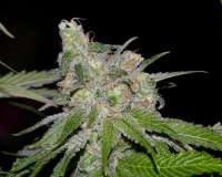 Imagen de alpineseeds1 (Sweet Tooth 3 BX1)