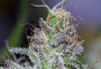 Imagen de alpineseeds1 (Sweet Tooth 3 BX1)