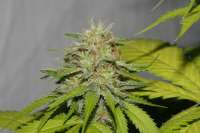 Imagen de alpineseeds1 (Victory Kush)