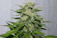 Imagen de alpineseeds1 (Victory Kush)