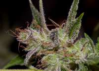 Imagen de AlpineSeeds (X-Dog)