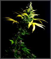 Amadeus Genetics Bizarre Lights - foto de Chants