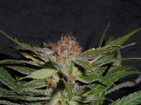 Amadeus Genetics Querkle S1 - foto de TeamAmadeus