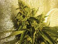 Amadeus Genetics Sour Dragon - foto de TeamAmadeus