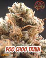 Amish Warrior Seeds Poo Choo Train - foto de 420meowmeowmeow