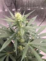 Antenna Seeds Antenna Gorilla Haze - foto de CaptainMonkeynuts