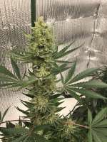 Antenna Seeds Antenna Gorilla Haze - foto de CaptainMonkeynuts