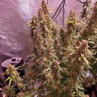 Archive Seed Bank Poochie Love - foto de Dgtgrowlabs