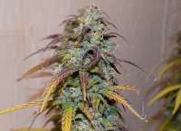 Auto Seeds Dreamberry - foto de DonaldFagan