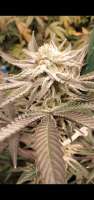 Avalanche Genetics Forbidden Island Ice - foto de AvalancheGenetics