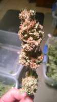 B.C. Bud Depot Animal Cookies - foto de alexmaster