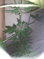 Imagen de goleiodohiphop (Red Skunk Auto)