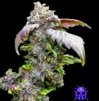 BSV Genetics NineTails - foto de BSVGenetics