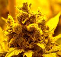 Imagen de papacannabis (Amnesia Lemon)