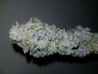 Barneys Farm Blue Gelato 41 - foto de OldSmoker