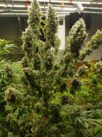 Imagen de eodonnn (Cookies Kush)