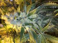 Imagen de Shark57 [Cookies Kush]