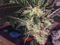 Imagen de Shark57 (Cookies Kush)