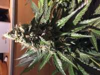 Imagen de Shark57 [Cookies Kush]