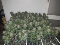 Imagen de KushCook31 [Cookies Kush]