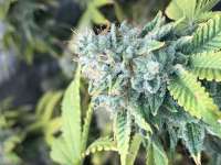 Barneys Farm Cookies Kush - foto de goldgrows