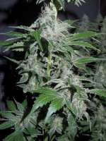 Imagen de Heniek (Cookies Kush)