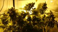 Imagen de Grandfather (Critical Kush)