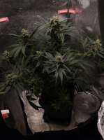 Barneys Farm Critical Kush - foto de h33rm