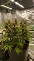 Barneys Farm LSD Auto - foto de Universalgenie