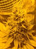 Imagen de feroroma (Liberty Haze)