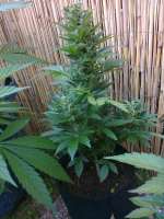 Barneys Farm Malana Bomb - foto de hemp47