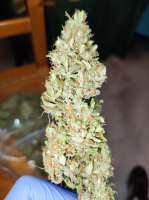 Barneys Farm Moby Dick Auto - foto de Skambu