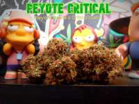 Imagen de Justin108 (Peyote Critical)