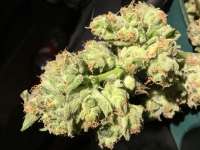 Imagen de Fuknluv420 (Peyote Critical)