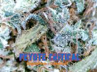 Imagen de Justin108 (Peyote Critical)