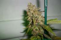 Imagen de MaxYield (Pineapple Chunk)