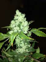 Imagen de sam420 (Pineapple Chunk)