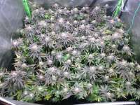 Imagen de weeed (Purple Punch)