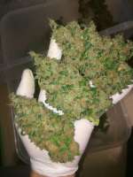 Barneys Farm Vanilla Kush - foto de weeed