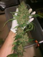 Barneys Farm Vanilla Kush - foto de weeed