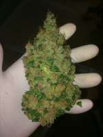 Barneys Farm Vanilla Kush - foto de weeed