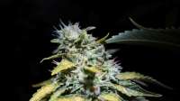 Imagen de drLSP (Violator Kush)