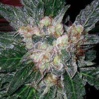 Imagen de SativaFred (Violator Kush)