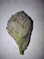 Beleaf Cannabis Chimera - foto de BadBoyBubby