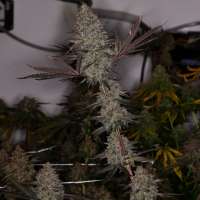 Beyond Hype Seed Co Blue Lemoon - foto de Beyondhypeseedco