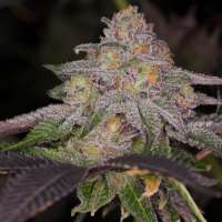 Beyond Hype Seed Co Blue Lemoon - foto de Beyondhypeseedco