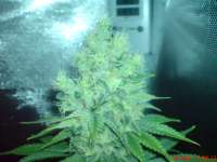 Imagen de JAHJAHChildren (Blue Cheese)