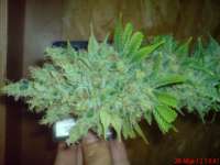 Imagen de JAHJAHChildren (Blue Cheese)